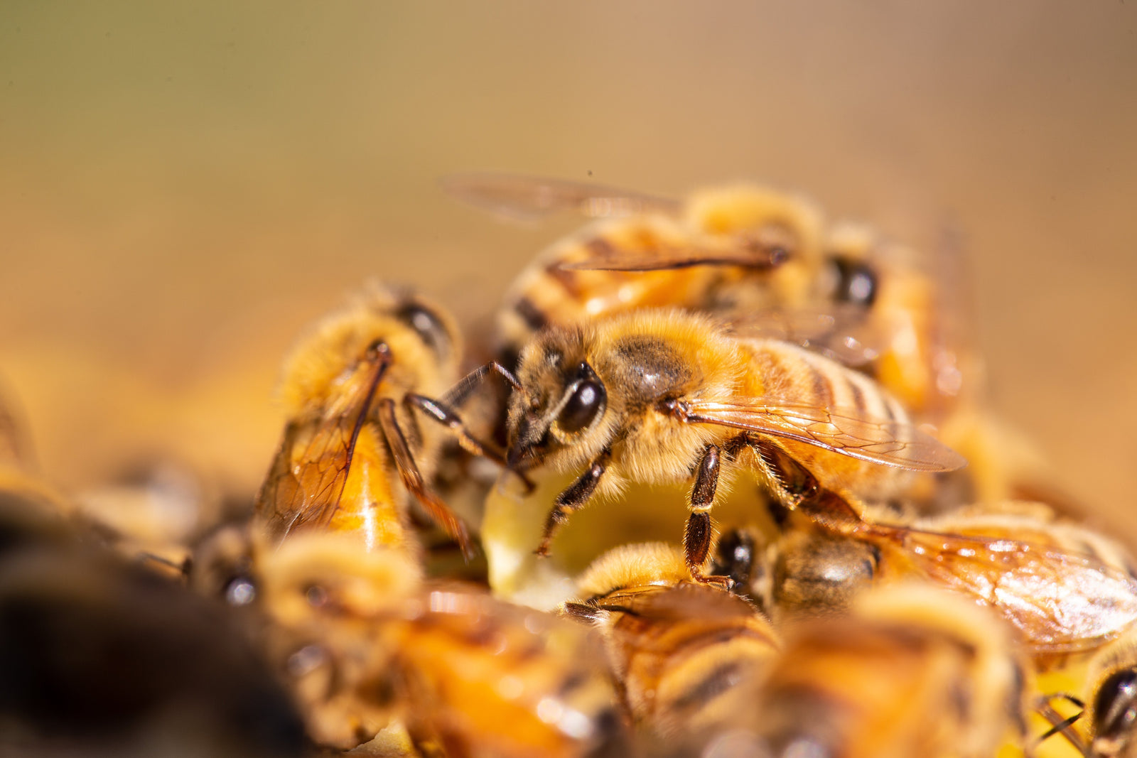 Miele di Manuka per tosse e raffreddore